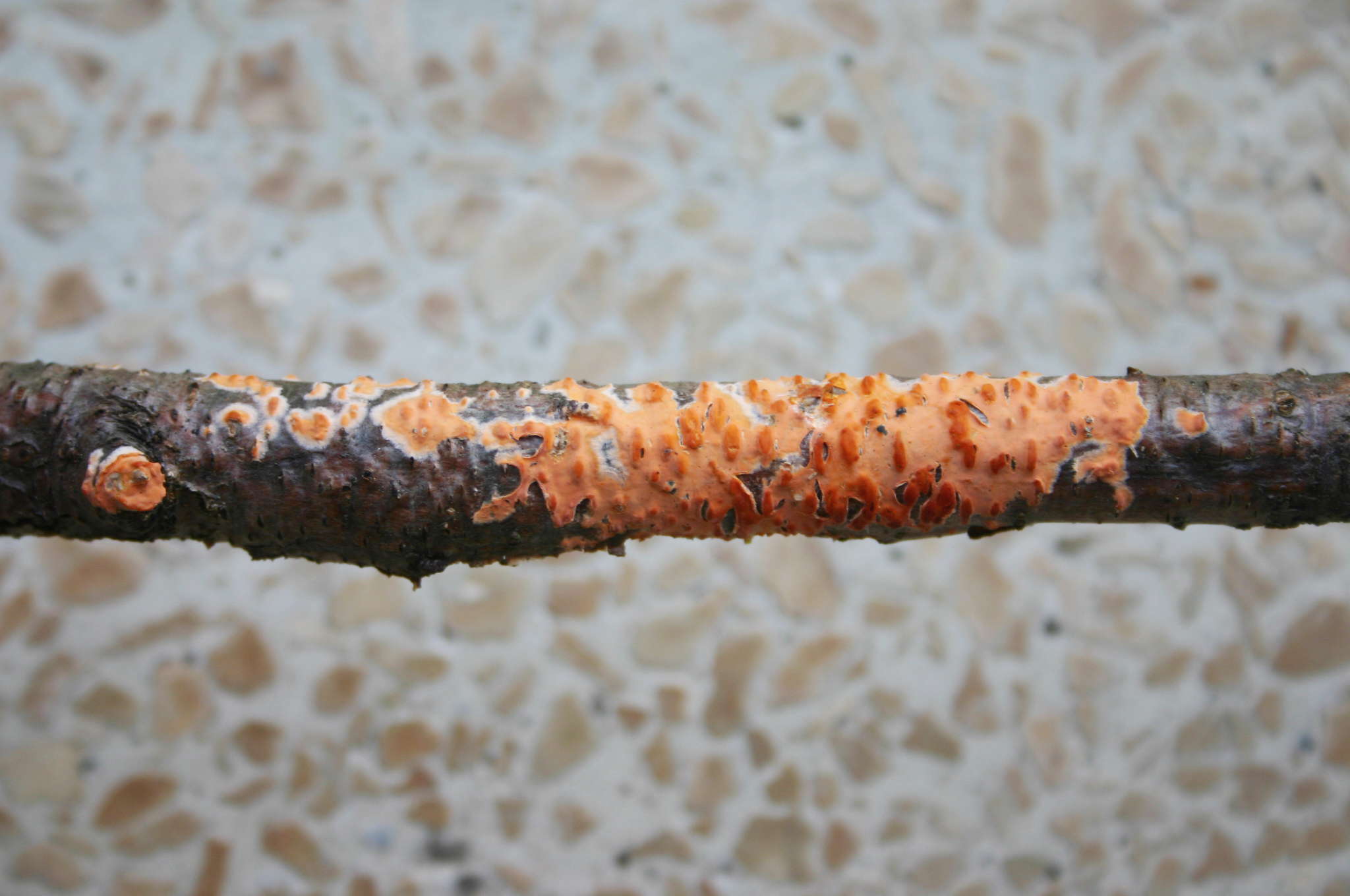 Peniophora aurantiaca? (Peniophora aurantiaca)